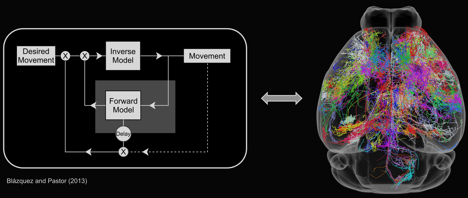 Brain Engineering Economo lab | Biomedical Engineering | Boston University